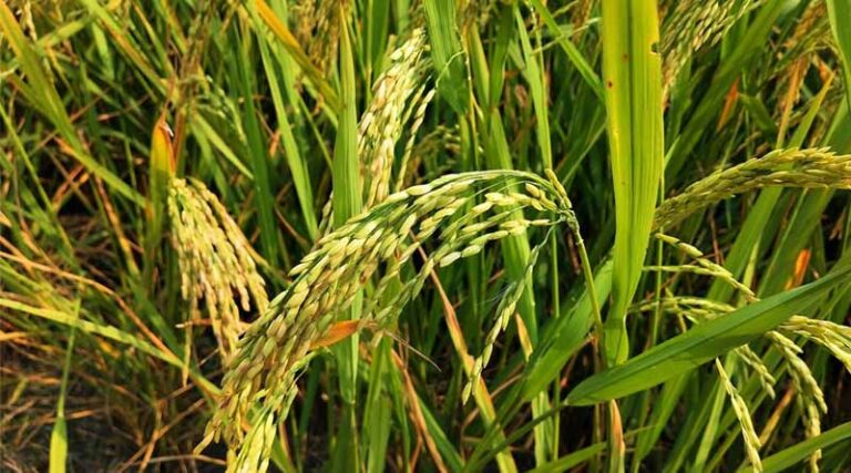 High-Yield & Trusted Quality Seeds